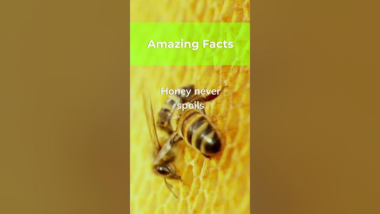 what-food-can-last-forever-amazingfacts-justshortsplease-youtube