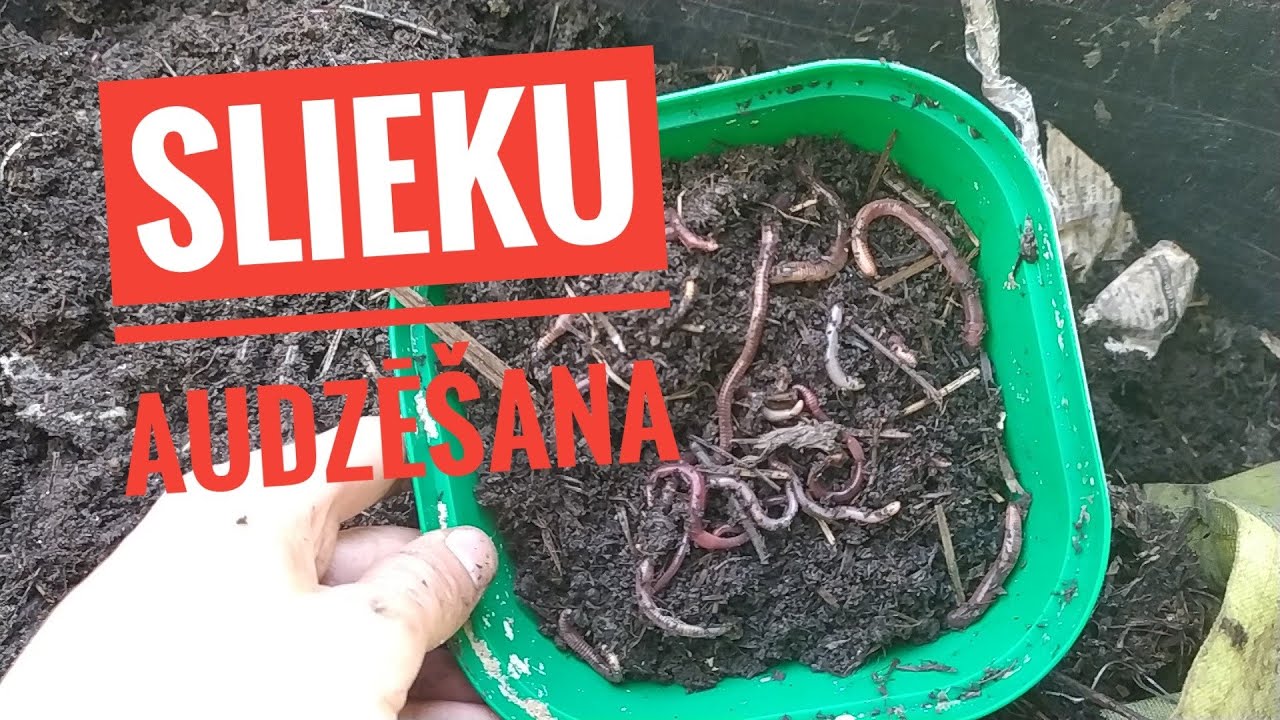 Slieku audzēšana 3.video. Ievācam pirmo ražu!