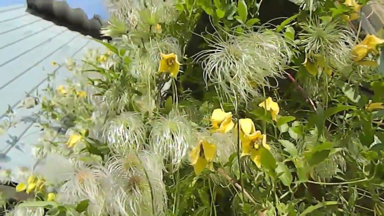 Клематис тангутский можно вырастить из семян
