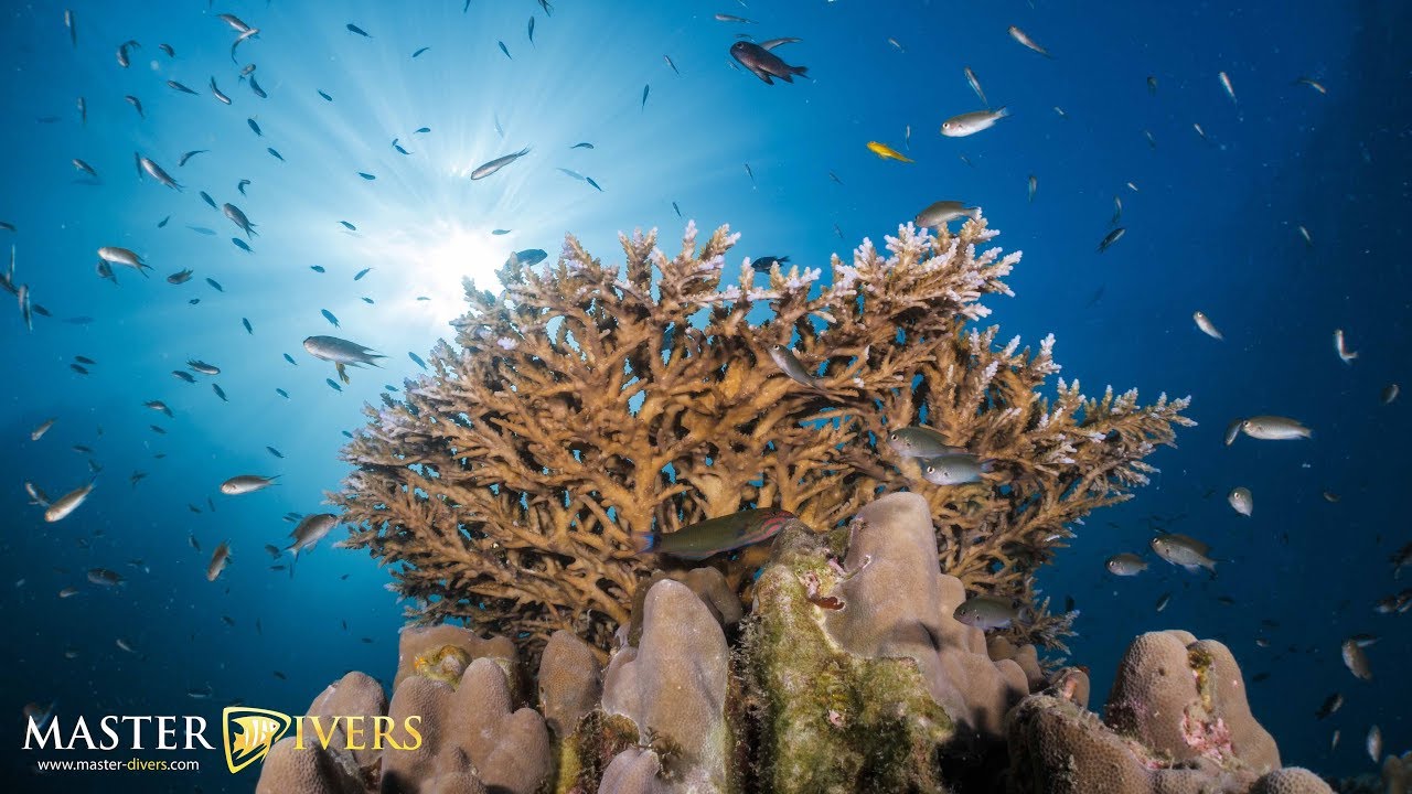 Weekly Diving Report for Koh Tao Best of July August & September 2019