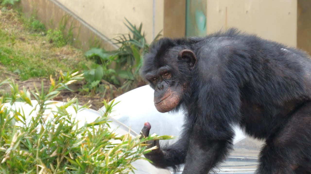 リョウマ １２歳の誕生会　かみね動物園　チンパンジー　202404