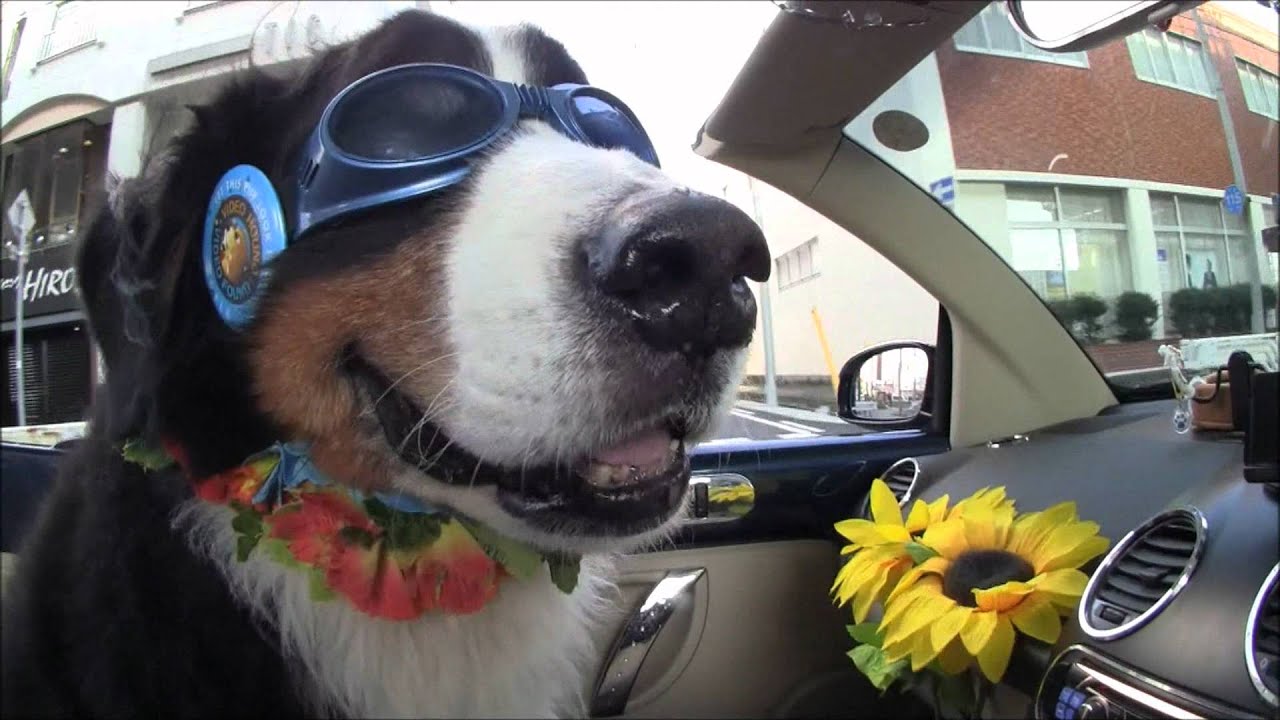 オープンカーに大型犬を乗せてひたすらドライブしている動画 Youtube