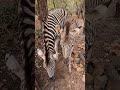 44 Bizarre Animal Behaviors Scientists Just Decoded in 2026 #shorts