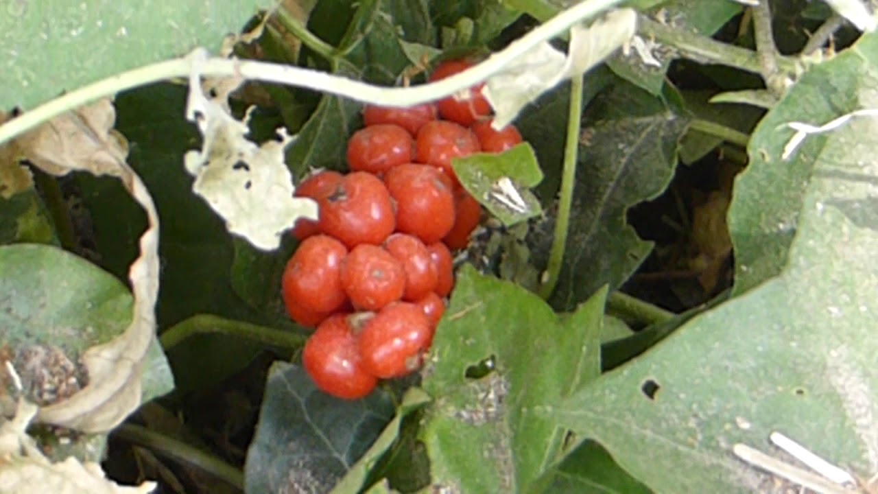 Wild Arum -  Arum maculatum -  Hulsturblaðka - Aronskólfur - Eitruð jurt