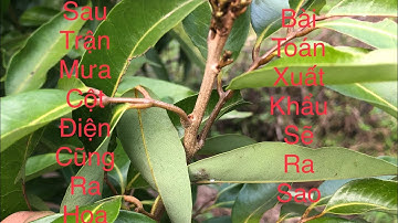 Vải thiều Lục Ngạn,Bắc Giang đẩy hoa đồng loạt sau trận mưa quyết định năm 2023.