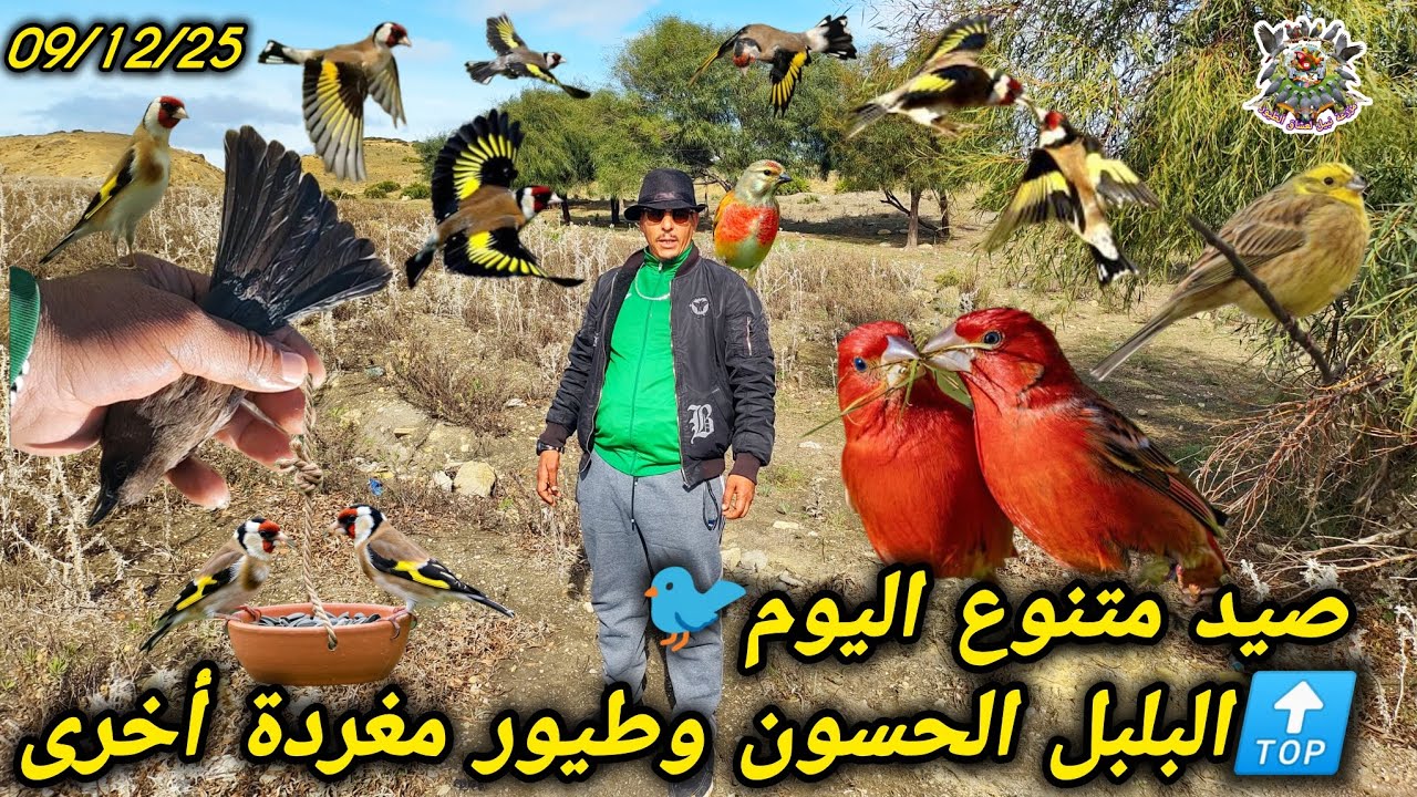 ​🔥 تحدي الصيد المستحيل كم طائر مغرد (البلبل/الحسون) إصطدنا في ساعة شاهد النتيجة ⏱️🏆