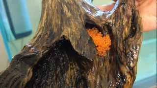 Анцитрусы, аквариумные рыбки, инкубация икры(, 2012-03-17T21:48:27.000Z)
