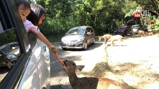 Homeschooling Zara Cute | Let’s Go Safari |Mengenal Sambil Kasih Makan Hewan di Taman Safari