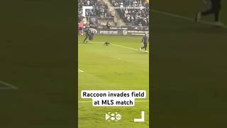 Raccoon invades field at Philadelphia Union-New York City FC match