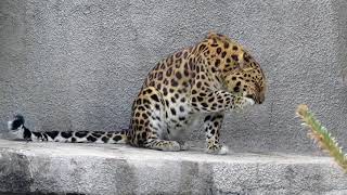 Кошачьи будни Кошачьи будни