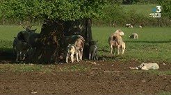 Loire-Atlantique : recrudescence des vols de moutons