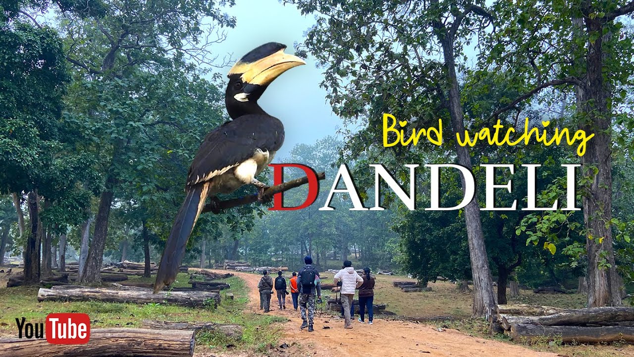 Дандели — Наблюдение за птицами | Лесной склад Дандели | Карнатака