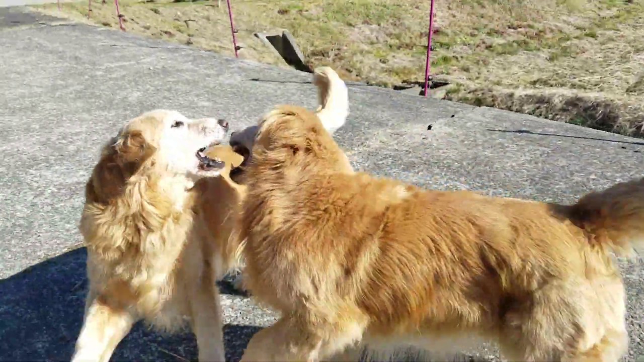 癒し動画 うさぎ Golden retriever whose tail shape has changed a bit