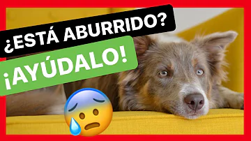 ¿Se aburren los perros en casa?