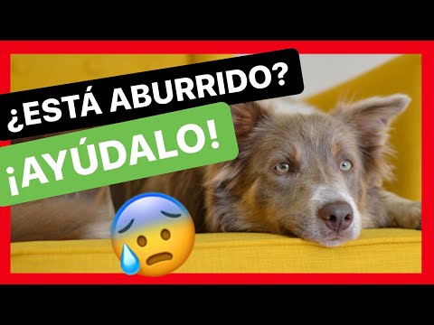 Video: ¿Por qué jugar juegos con tu perro lo mantiene saludable?