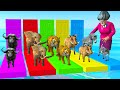 Tiger, Elephant, Buffalo, Zebra, Warthog vs Scary Teacher 3D Choose The Right Door Game Funny Videos