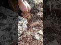Mystery Box Discovery in Nature #treasuresearch #adventure #gold #nature