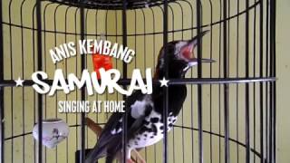 Anis Kembang Juara Galamedia Cup Singing at Home