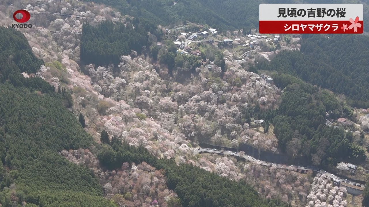 見頃の吉野の桜 シロヤマザクラ - YouTube