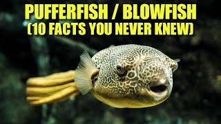 Pufferfish 🐡 (10 FACTS You NEVER KNEW)