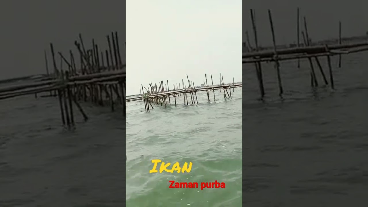 Mancing mania semarang ikan zaman purbakala Mancing mania semarang Mancing ngoncer Mancing mania