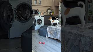 🐶 What Does My Dog Do When He’s Home Alone? (Caught on Camera) #cutedog #dogs #funnydog #dog