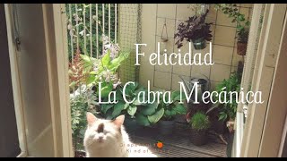 Felicidad - La Cabra Mecánica [letra - lyrics] 🍊