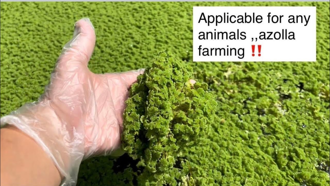 Azolla plants can decrease the cost of farmers ,making azolla Pond step ...