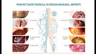 Detocline Asli