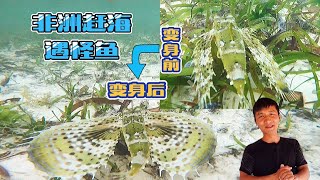 《环球探海记》坦桑尼亚~第27天:今天赶海看到了这奇特的鱼,有谁知道它的名字叫什么吗? Resimi