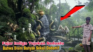 Scary Fajar Indigo Detects A Mysterious Forest On The Slopes Of Mount Welirang