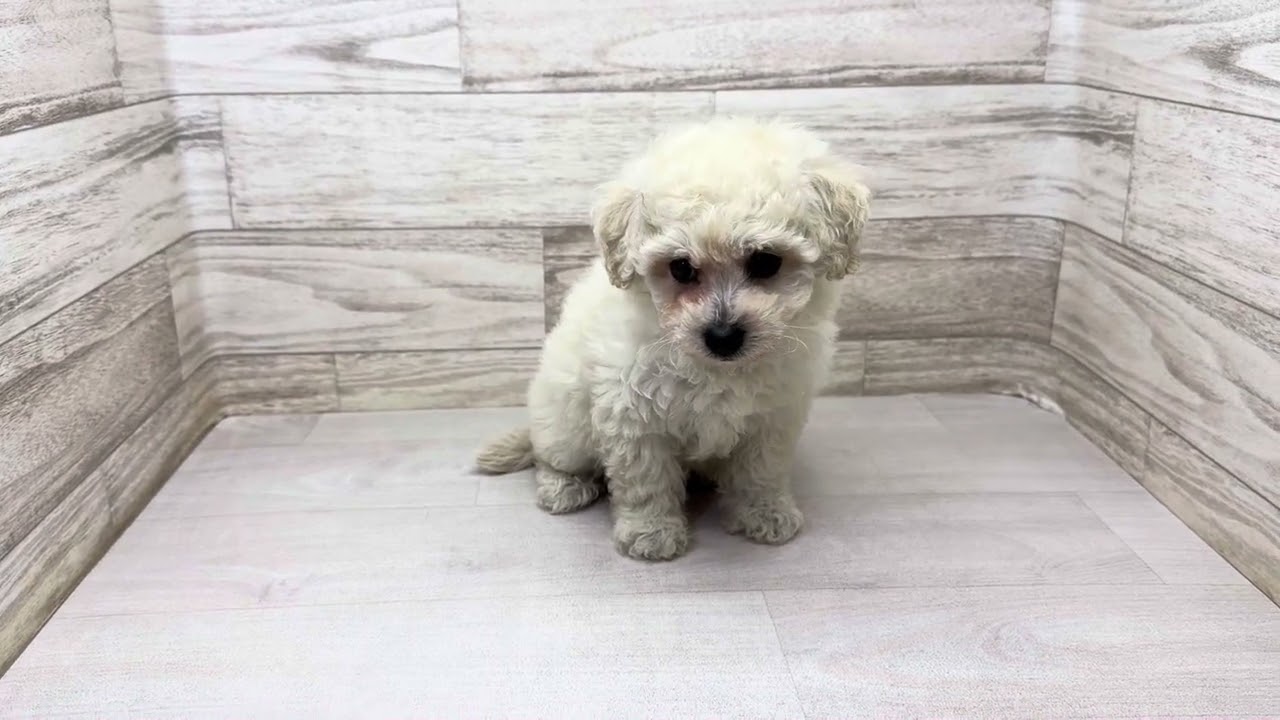 価格の安いMIX︎︎ ♀(父)トイプードル×(母)ビションフリーゼ桶川店