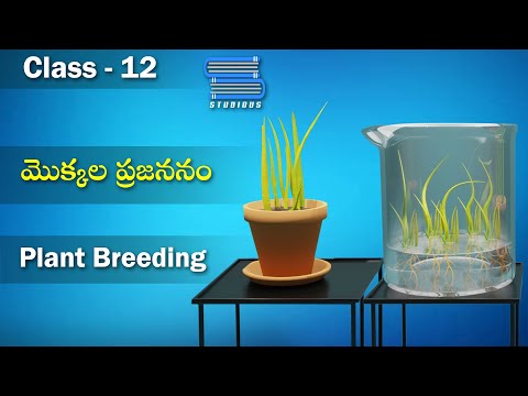 మొక్కల ప్రజననం - Plant Breeding | Enhancement in Food Production | Biology Telugu | Class 12 | Bipc