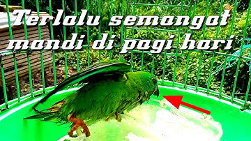 burung serindit mandi sendiri di pagi hari