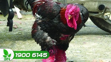 Kỹ thuật úm, chăm sóc và tiêm vacxin cho gà | VTC16