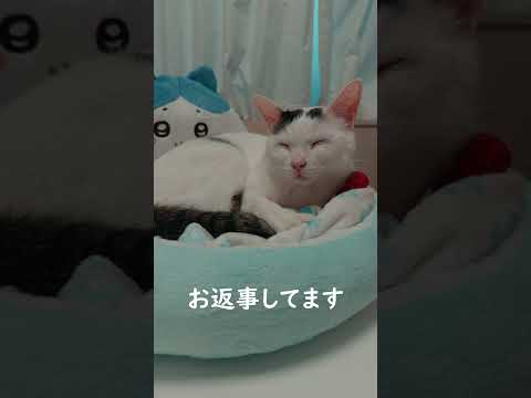 眠くても返事だけはしてくれる猫がこちら #shorts