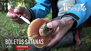Come riconoscere i funghi Leccini?