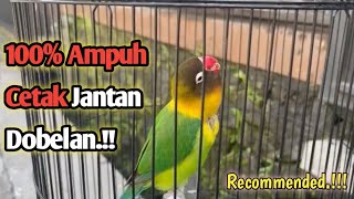 1 Jam Nonstop Masteran Lovebird Jantan Minor Terbaik Cetak Dobelan Lovebird Manapun.!