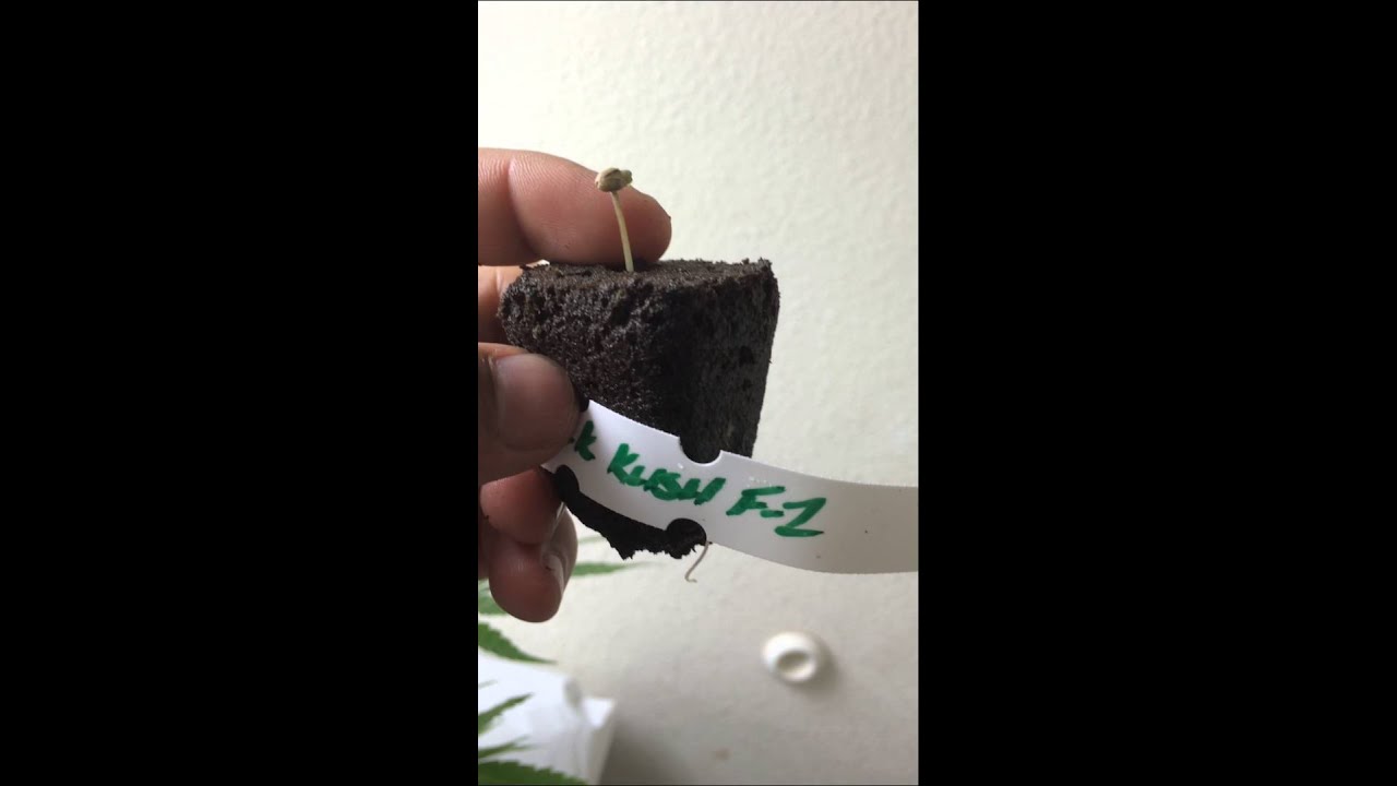 GOD Cannabis CHANNEL: TGA genetics Mickey Kush bean popped