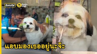 น้องหมาส่งยิ้มหวาน ทุกครั้งที่เห็นคุณแม่มารับกลับบ้าน | Dog&#39;s Clip