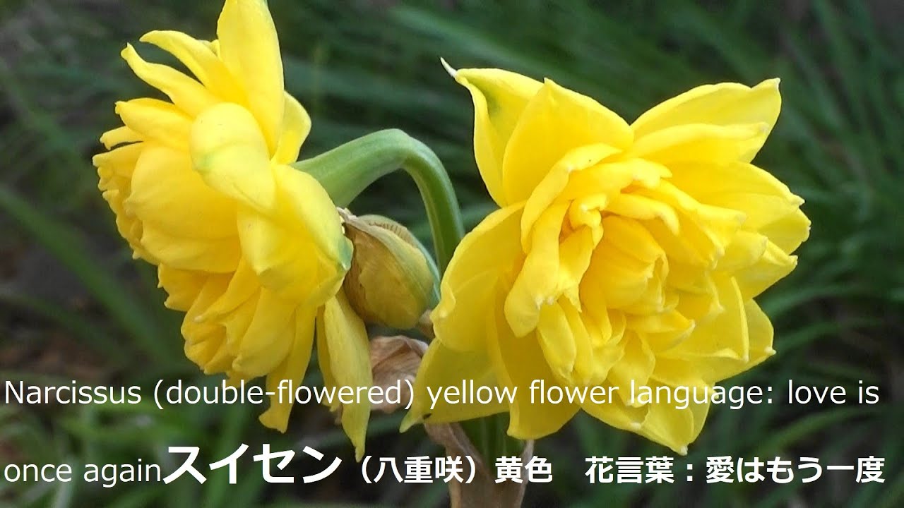 スイセン 八重咲 黄色 花言葉 愛はもう一度narcissus Double Flowered Yellow Flower Language Love Is Once Again Youtube