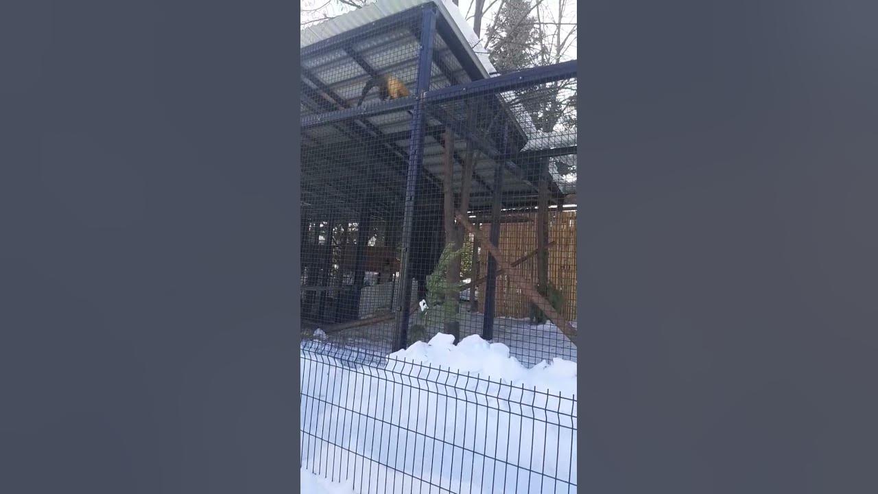 харза#уссурийская#отряд#хищние - YouTube