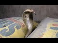 COBRA SNAKE RESCUE ,Bhandaripokhari, Odisha""""""