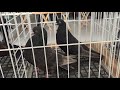 Выставка голубей в Донецке 21.02.21- небольшой отрывок