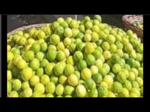 سعر كيلو الليمون جملة وقطاعي في مصر اليوم 2024