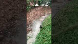 So Satisfying 😌 Yay or Nay!! ☺ #shorts #satisfying #asmr