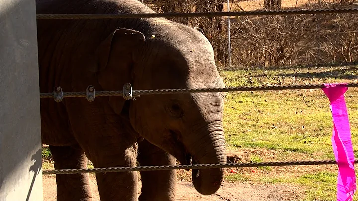 OKC Zoo Celebrates Baby Elephant's 1st Birthday