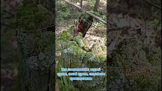 СОЛНЦЕ – ВРАГ, А НЕ ДРУГ! КАК ПРАВИЛЬНО ОРИЕНТИРОВАТЬСЯ В ЛЕСУ.