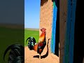 Coq Rooster ديك انشودة 
