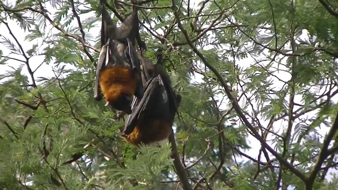 Flying Foxes Mating Youtube